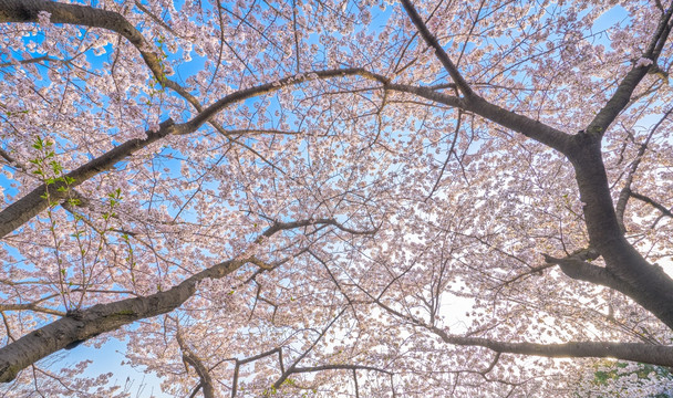 樱花 樱花林 高清大图