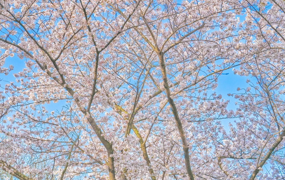 樱花 樱花林 高清大图