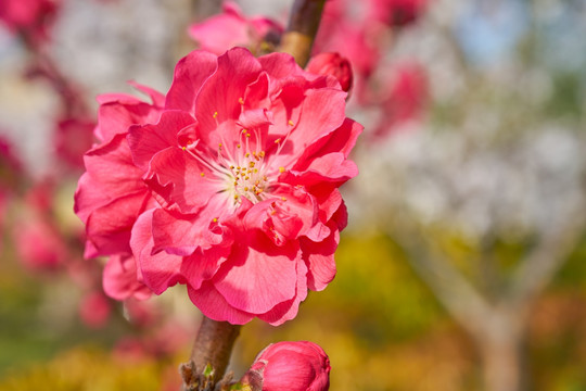 高清桃花