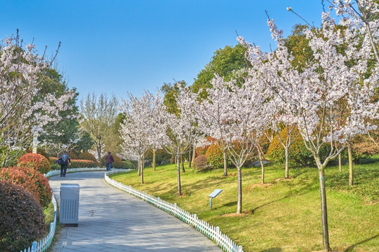 樱花 公园风景