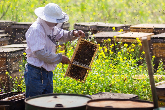 春天 养蜂人 采蜜
