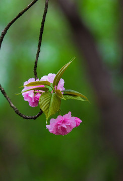 春天 樱花