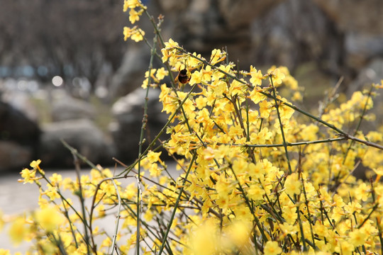 迎春花