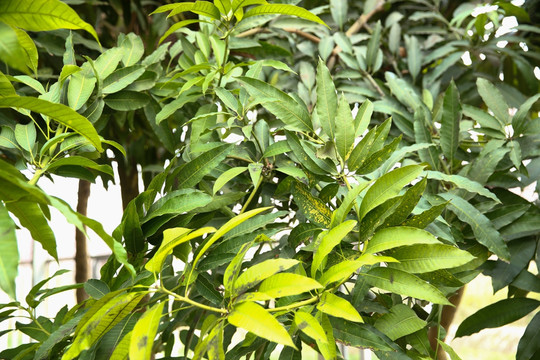 红芒果树 芒果 树叶 热带植物