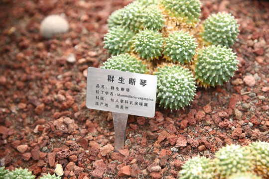 群生断琴 仙人掌 多肉 芦荟