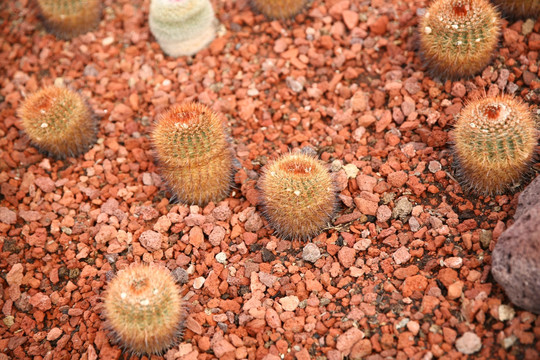 红神 仙人掌 多肉 芦荟