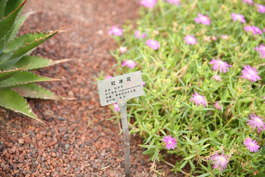 红冰花 仙人掌 多肉 芦荟