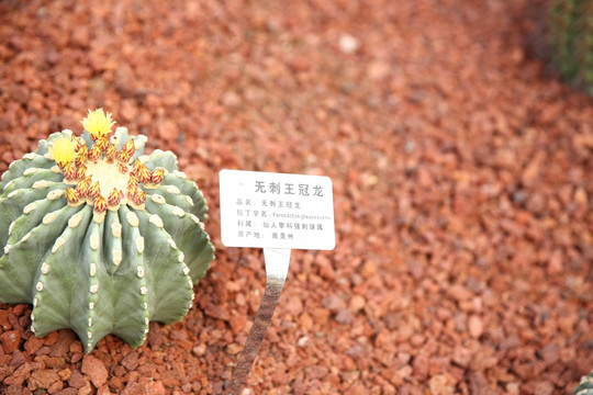 无刺王冠龙 仙人掌 多肉 芦荟