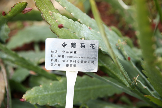 令箭荷花 仙人掌 多肉 芦荟