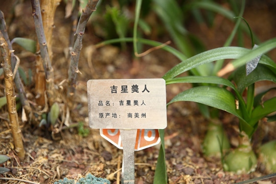 吉星美人 仙人掌 多肉 芦荟