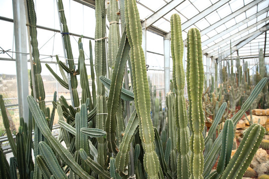 仙人掌 植物 热带 沙漠