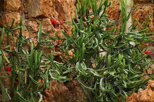 仙人掌 植物 热带 沙漠