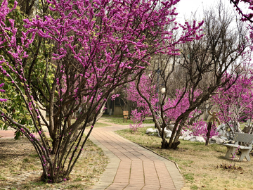 紫荆花园小路