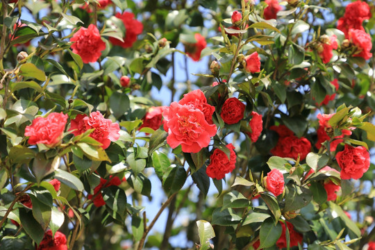 山茶花