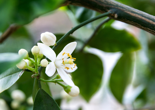 柚子花