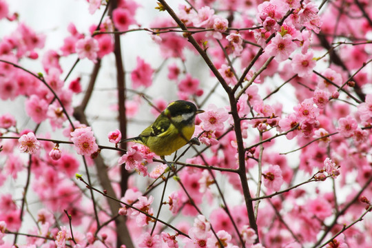 梅花