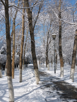 沈阳大雪树干