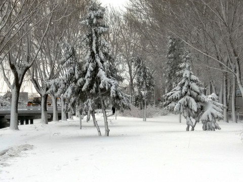 沈阳大雪树林