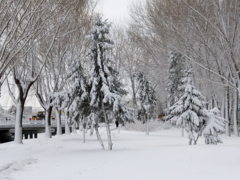 沈阳大雪松柏