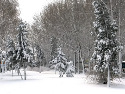 沈阳大雪松树