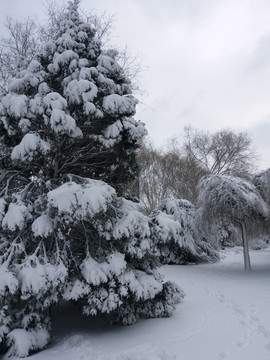 沈陽大雪陰天