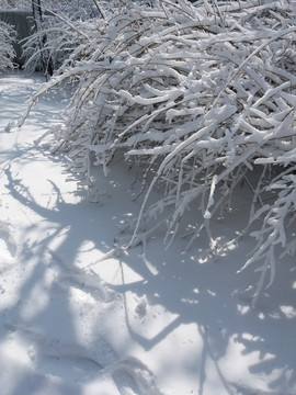 沈阳大雪白雪