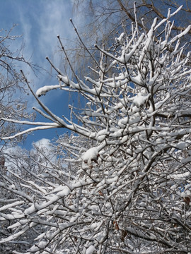 沈阳大雪大树