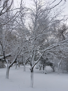 沈阳大雪公园枯树