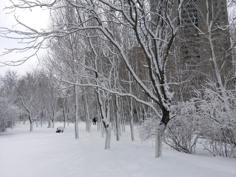 沈阳大雪公园柳树