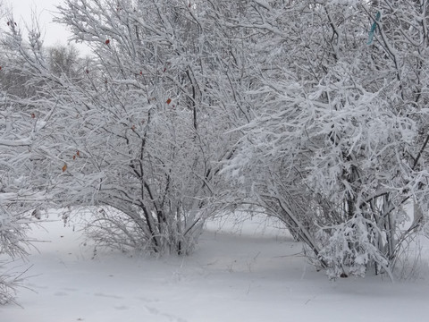 沈阳大雪公园树挂