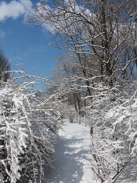 沈陽大雪公園樹林