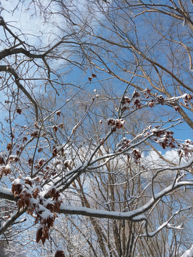 沈阳大雪红色树叶