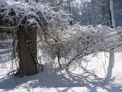 沈阳大雪枯枝