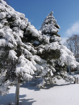 沈阳大雪蓝天