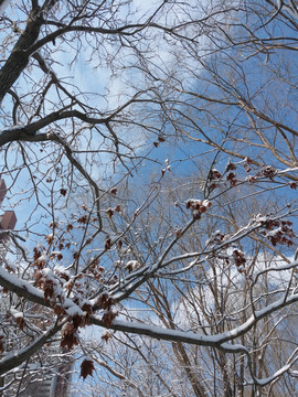 沈阳大雪蓝天白云