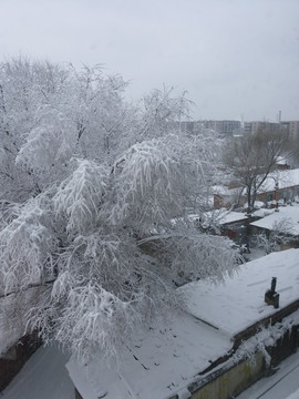 沈阳大雪树挂