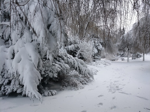 沈陽大雪樹上積雪