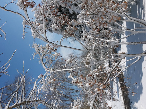 沈阳大雪树枝