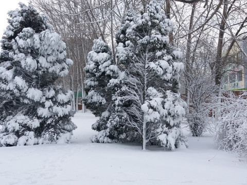 沈阳大雪松柏