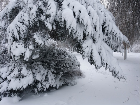 沈阳大雪松树积雪