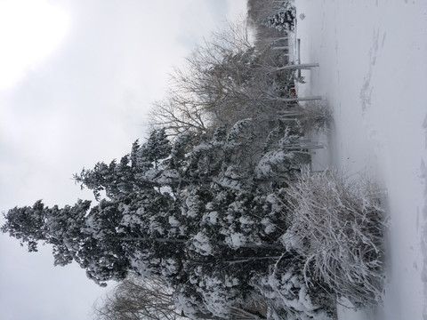 沈陽大雪松樹近景