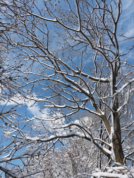 沈阳大雪透彻天空