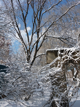 沈阳大雪雪后树