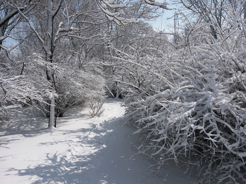 沈阳大雪雪后树挂