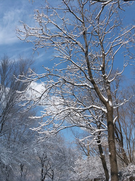 沈阳大雪雪后雪景