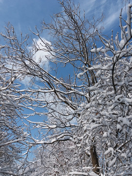 沈阳大雪雪景