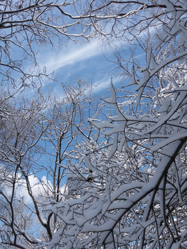 沈阳大雪压枝