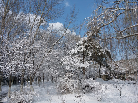 沈阳大雪之树枝