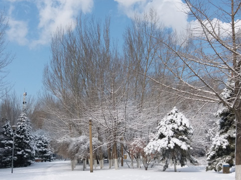 沈阳大雪之小路