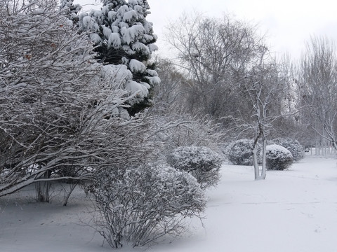 沈阳大雪之雪地